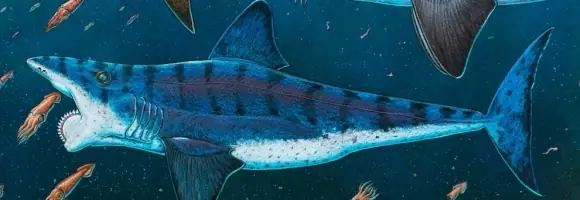 Helicoprion El Tiburón Dientes Espiral, Misterio Resuelto