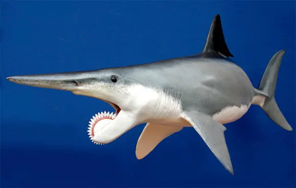 Helicoprion El Tiburón Dientes Espiral, Misterio Resuelto