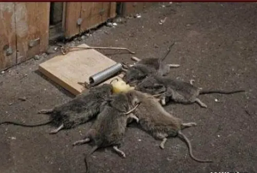 fails