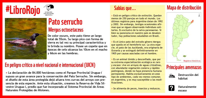 Libro rojo: Pato serrucho
