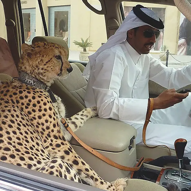 fotos curiosas de un dia normal en dubai