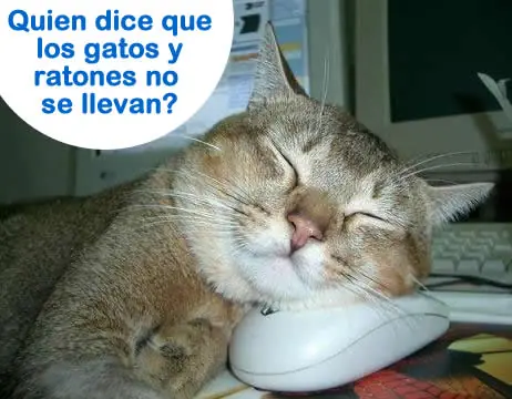 Te gustan los gatos y los perros? Entonces este es tu post