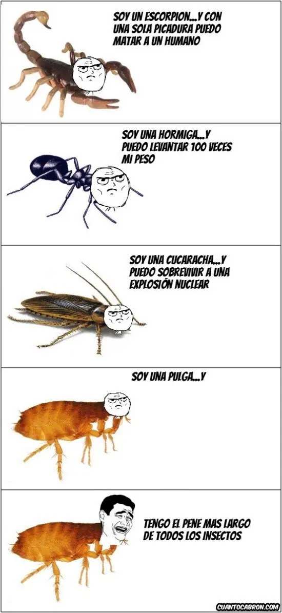 troll
