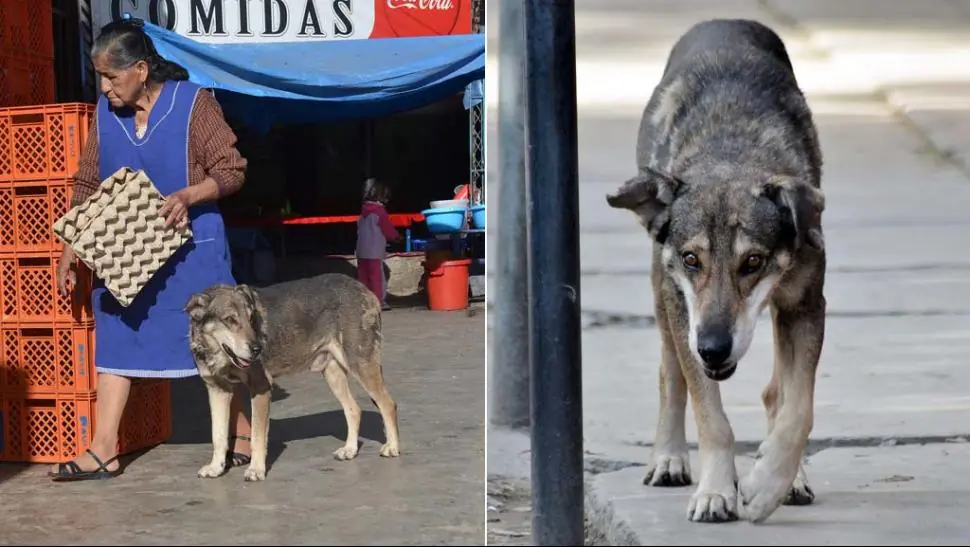 "Hachiko" boliviano, el perro que hace cinco años