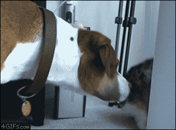 Llevarse Como el Perro y el Gato - Y Muchos GIFS.