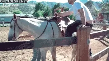Rejunte de imágenes y gifs (1)