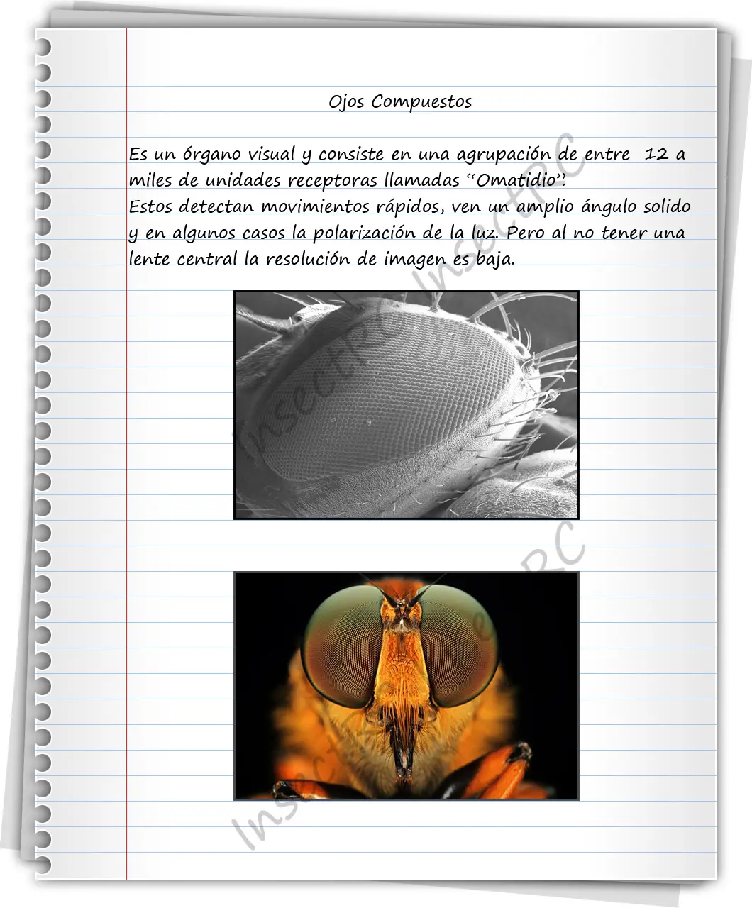 insectos