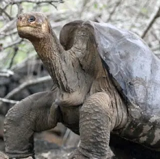 animal
