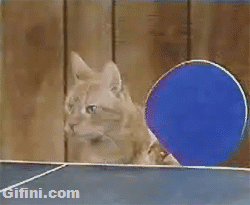 Gifs