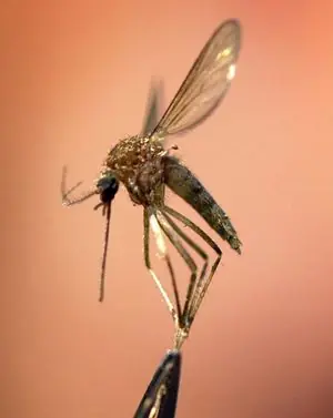 plantas y animales raros