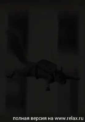 Gifs