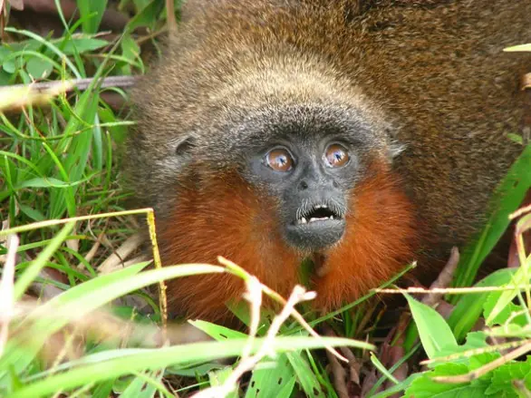 especies extintas