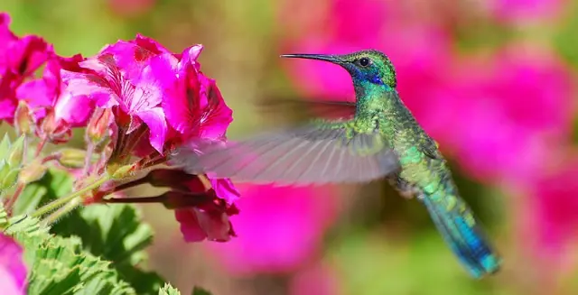 especies extintas