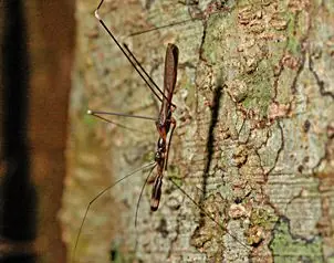 nuevas especies encontradas