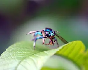 Nuevas Especies Encontradas (Completo) + salvemos el mundo