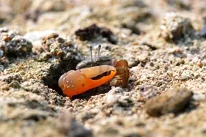 especies extintas