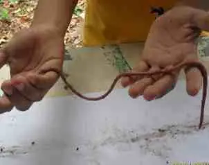 nuevas especies encontradas