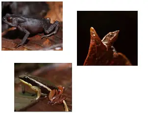 Nuevas Especies Encontradas (Completo) + salvemos el mundo