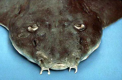 dientes.