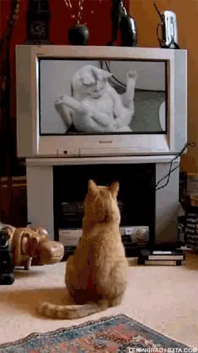 gatos bailando