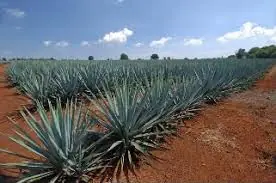 Silicio