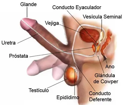 Porque prefiero los penes pequeños (Propio)