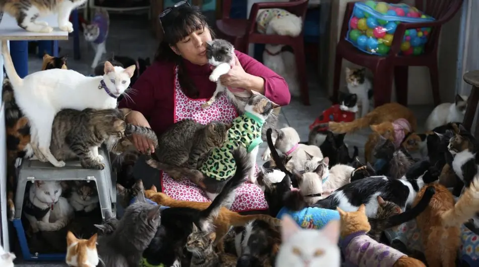 felinos