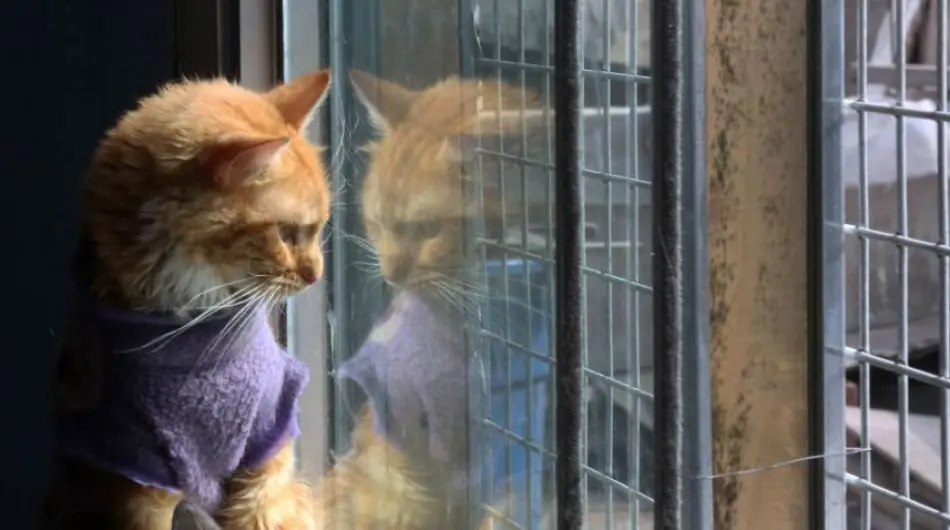 El milagro de vivir cuidando a 175 gatos (JD)