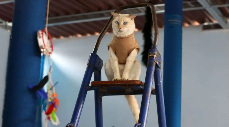 desparasitar gatos