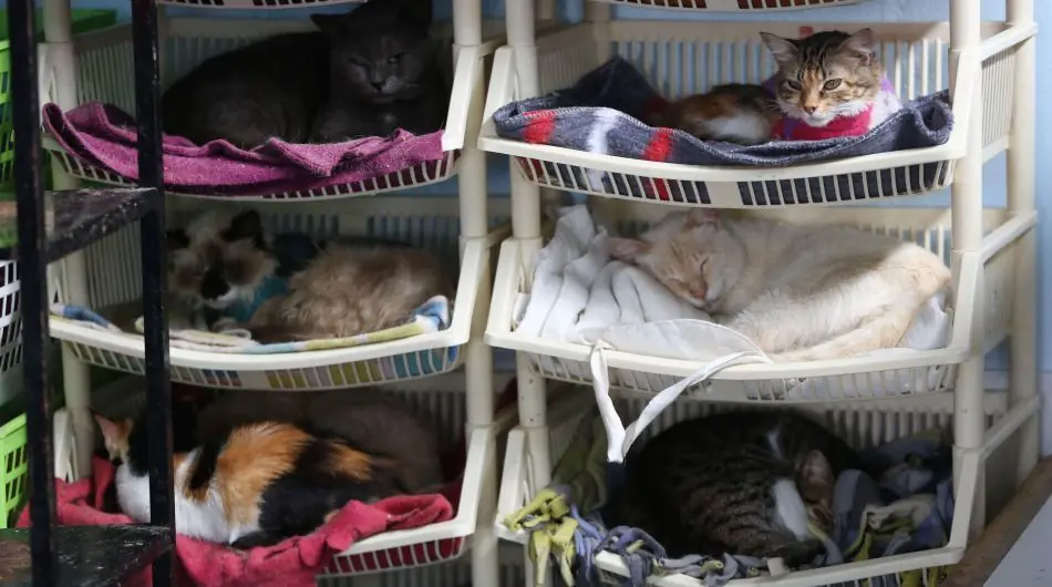 felinos