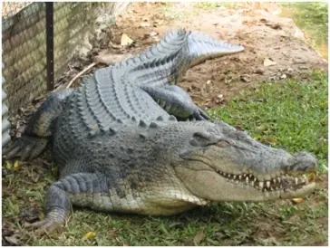 Los 10 animales más peligrosos del mundo