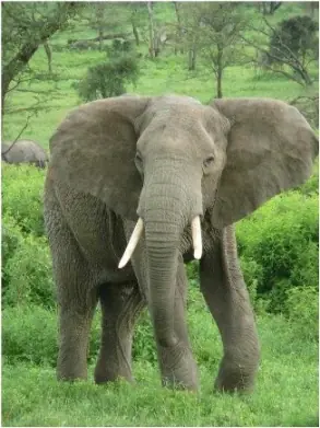 Animales