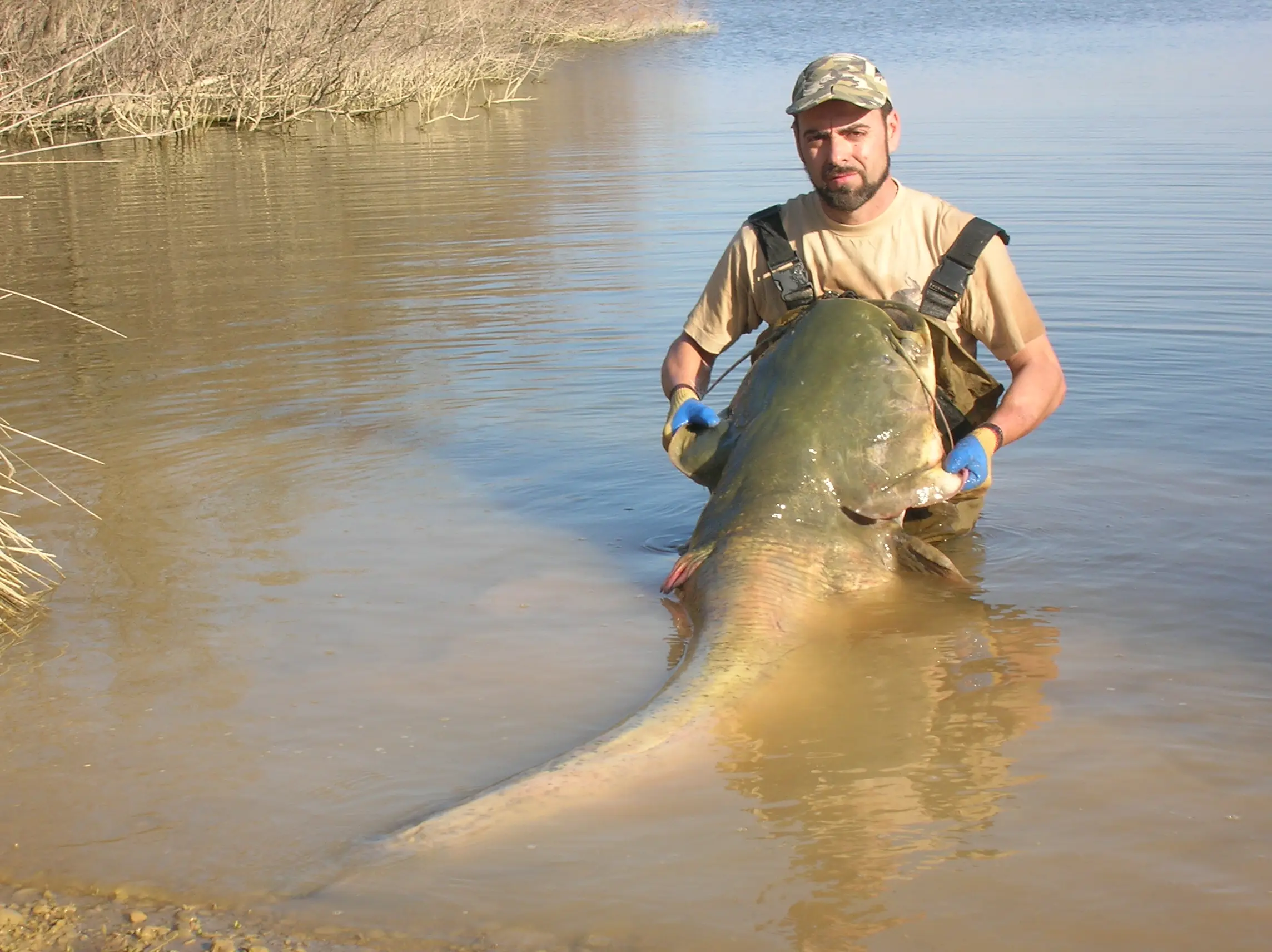 los Sirulos: ( peces enormes ) :