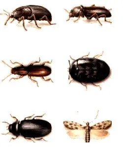 Un arma contra el cáncer (gorgojos chinos)