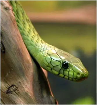 peligrosos