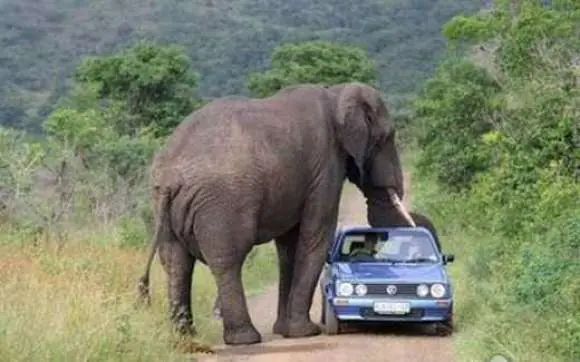 cuando los animales atacan... 2 :-)