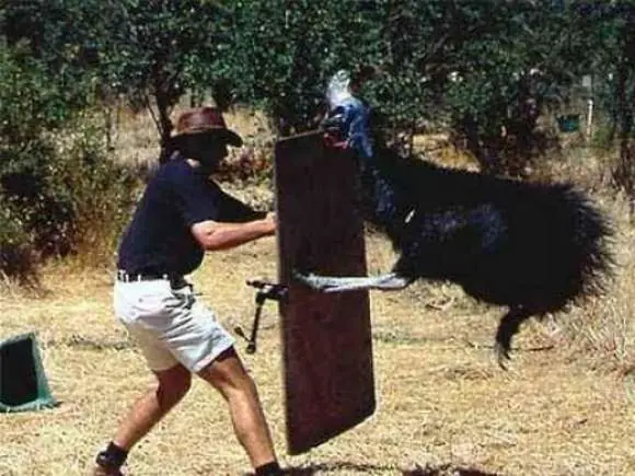 Animales