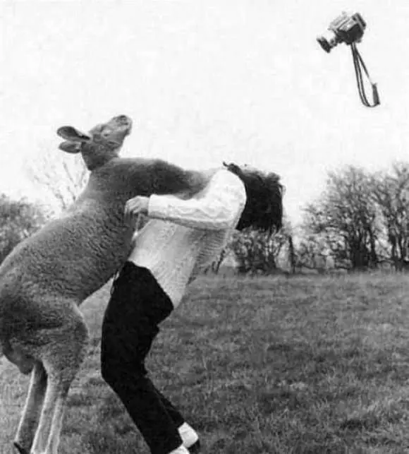 cuando los animales atacan... 2  :-)