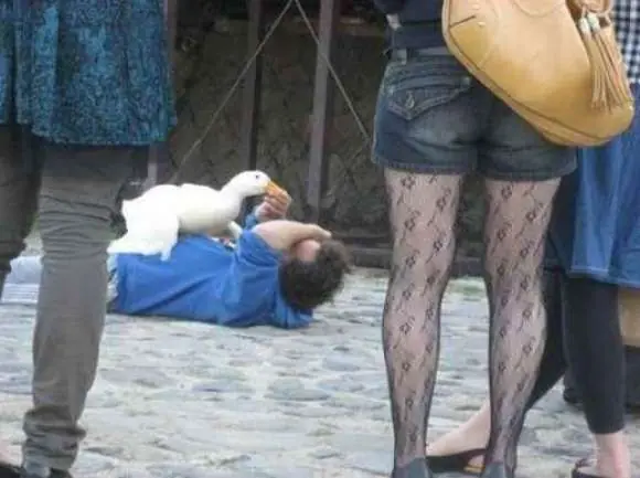 Animales