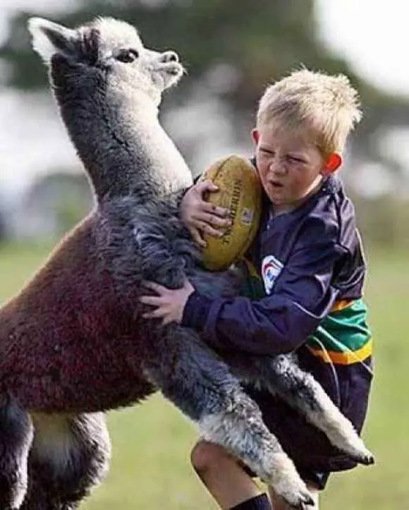 Animales