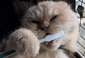 dentifrico