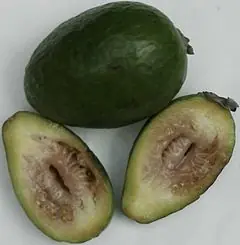 Feijoa,Guayabo del Brasil o Guayabo del Pais, Conocelo !