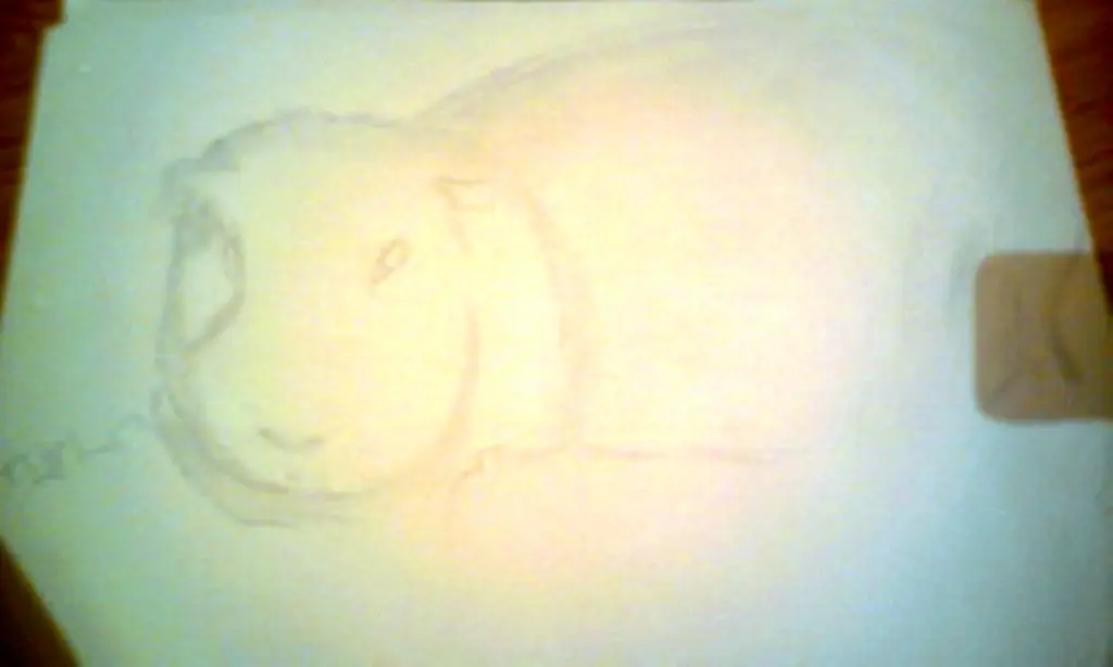 mascota