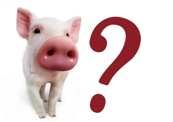 La prohibición de comer cerdo en el mundo musulmán