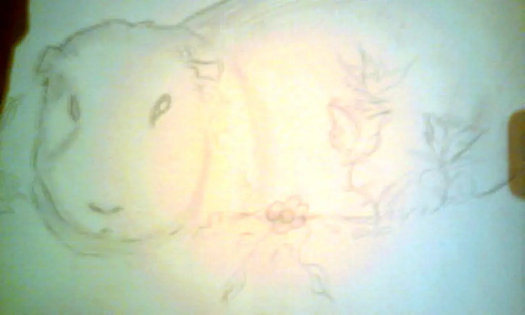 mascota