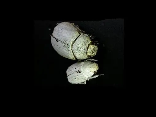 Estos escarabajos son los seres más blancos de la naturaleza