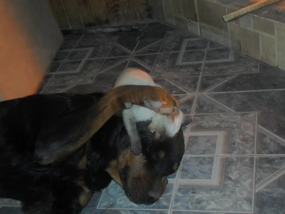 mascotas
