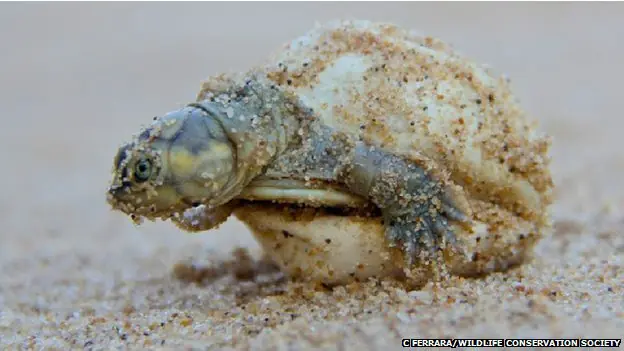 El extraordinario sonido con que las tortugas hablan