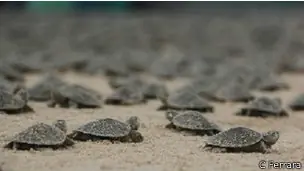 tortugas