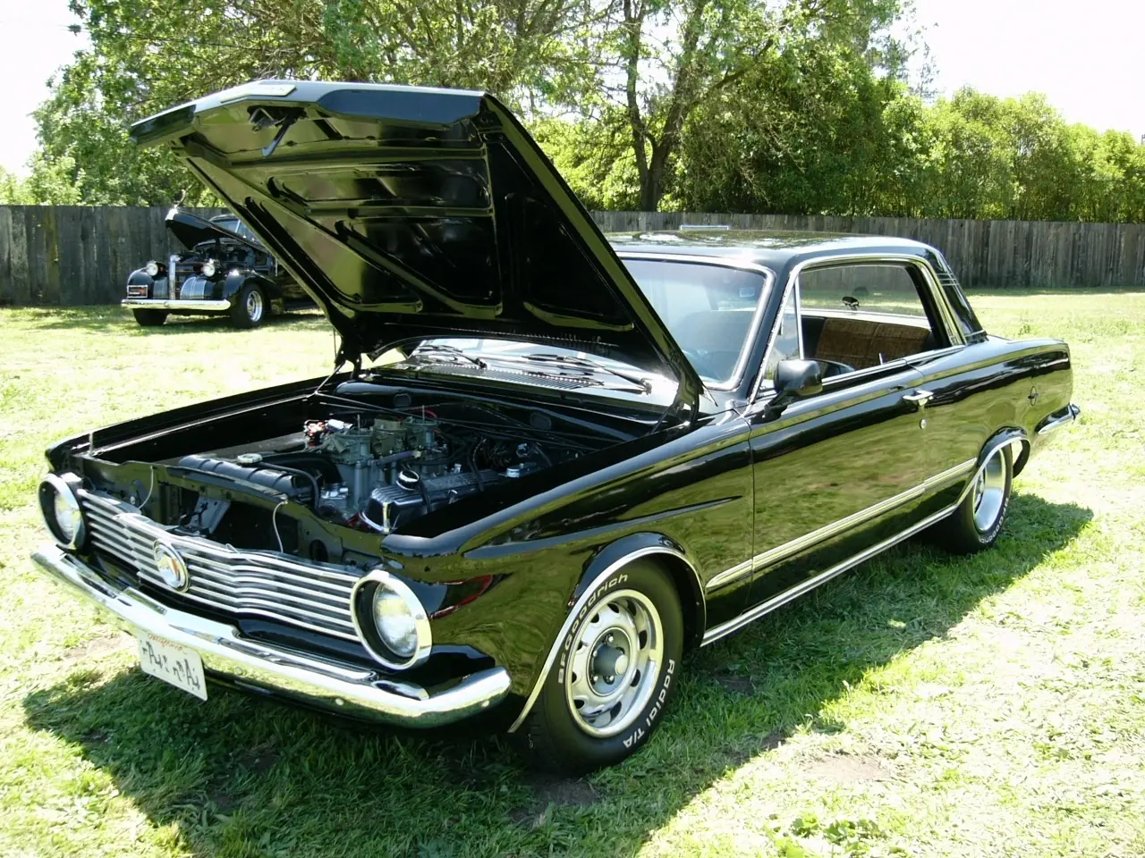 barracuda